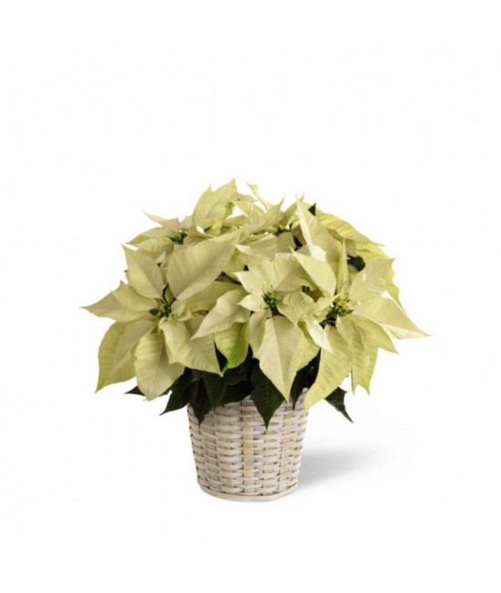 White Poinsettia - 6 inches White Poinsettia - 6 inches
